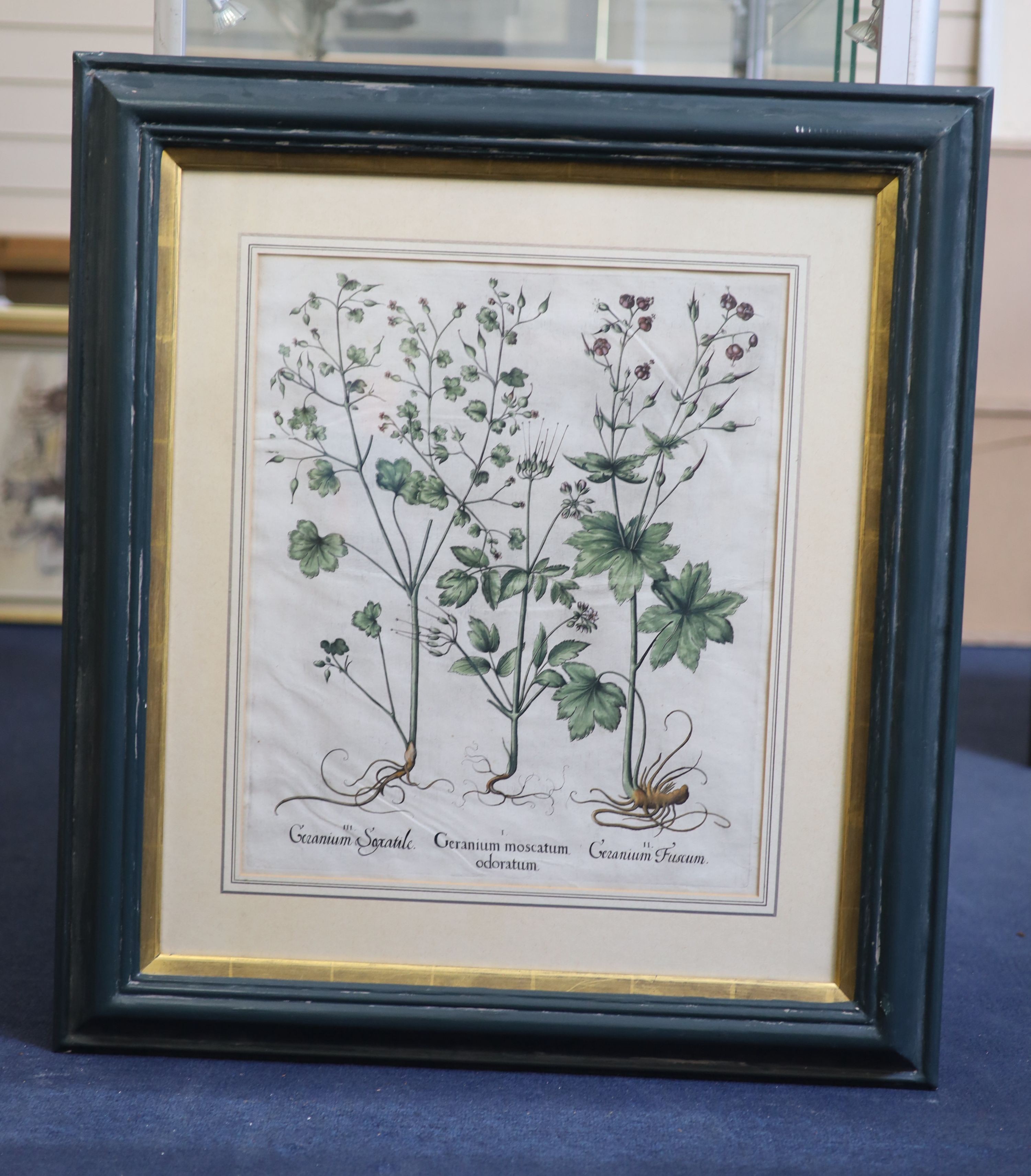 Basilius Baseler (1561-1629), Geranium Sangui narium, Geranium Muscatum in odorum, Geranium Sanguinarium maius and Geranium Muscatum odoratum from Hortus Eysettensis, four coloured engravings laid on paper, 49 x 41cm.